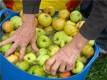 Apple Day